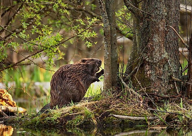 A beaver in the forest eating. 