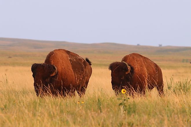 American bison at Fort Niobrara National Wildlife Refuge near Valentine, Nebraska. Image credit: USFWS Mountain-Prairie via Flickr.com.