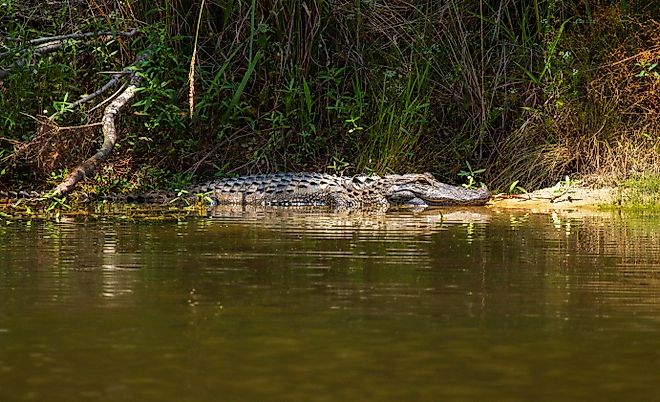 Alligator in the water in North Carolina