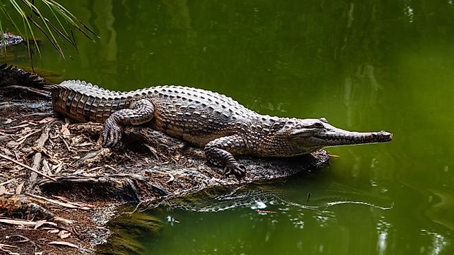 View of a freshwater crocodile along water.