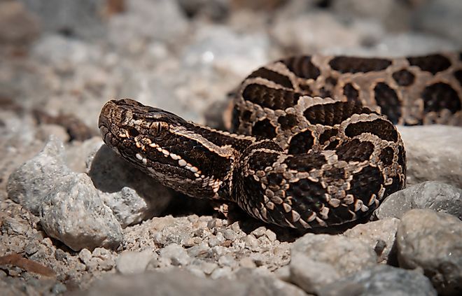 Young juvenile eastern massasauga rattlesnake on macro portrait on gravel road