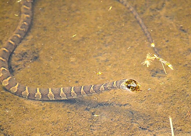 Northern watersnakes are common in Kansas.