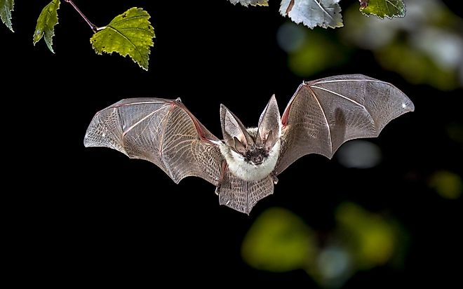 The grey long-eared bat with its distinctive ears can be found in several U.S. National Parks after dusk. Credit: Rudmer Zwerver/ Shutterstock.com