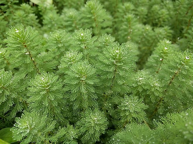 Parrot's feather aquatic plant (Myriophyllum aquaticum) with fine green leaves in oblong shape. 