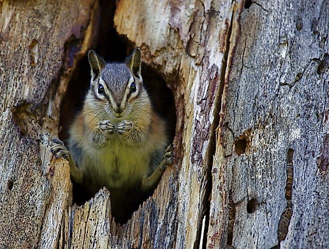 The Peñasco least chipmunk (Neotamias minimus atristriatus) is a subspecies of Neotamias minimus, seen here.