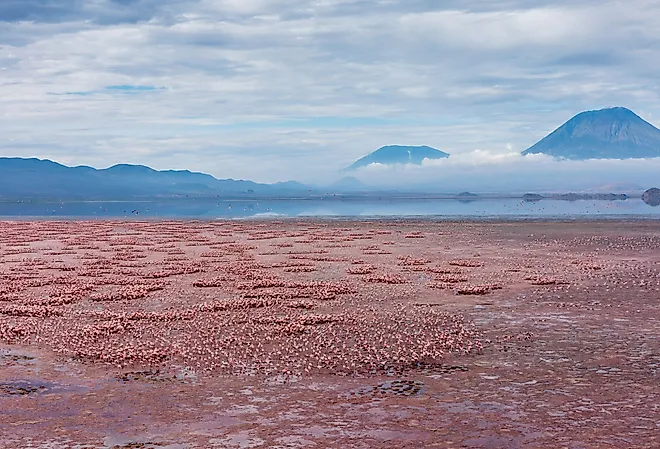 Aerial view of Ol Doinyo Lengai volcano looming above vast flock of Lesser Flamingos nesting in shallow salt waters of Lake Natron, Africa, Tanzania.