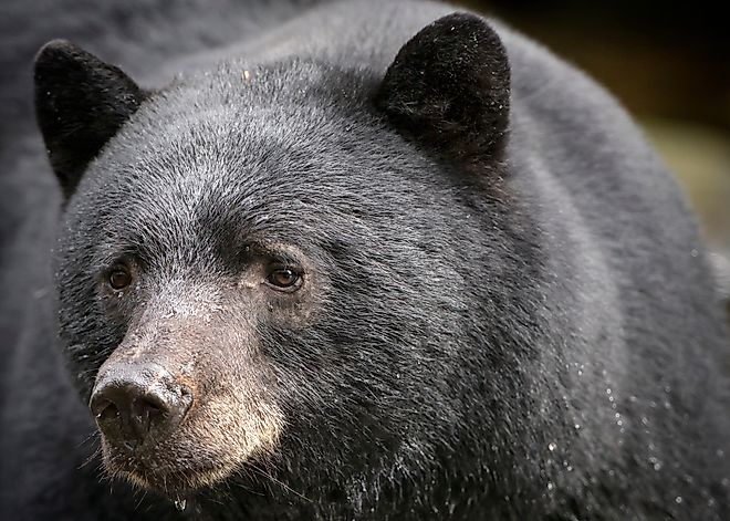 Black bear portrait close up (Credit: Anette Holmberg via Shutterstock)