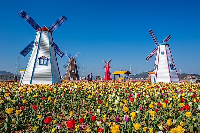 Tulips and windmills in the charming town of Holland, Michigan.