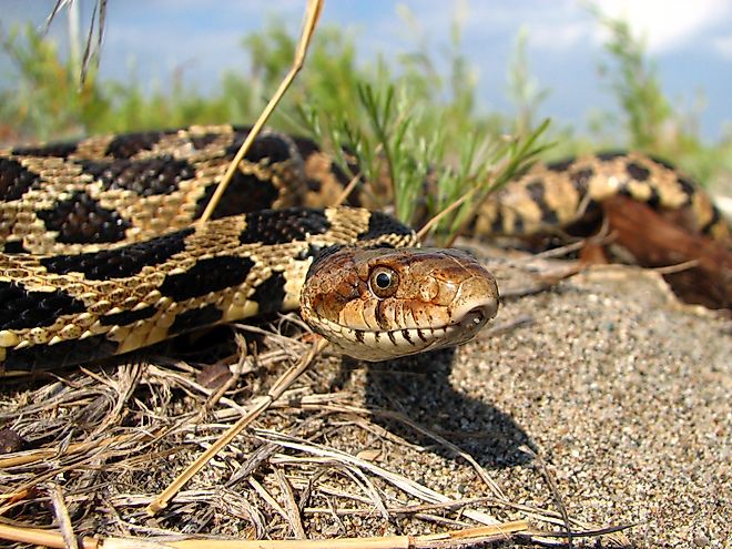 Eastern fox snake