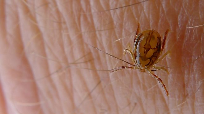 Tick, a species of Ixodidae. Royal National Park, NSW Australia, By John Tann from Sydney, Australia - Tick, https://creativecommons.org/licenses/by/2.0, https://commons.wikimedia.org/w/index.php?curid=38231255
