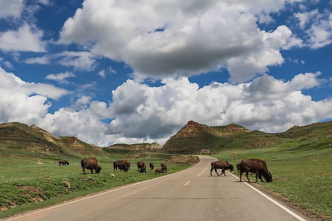 American bison crossing the Scenic Drive in the Theodore Roosevelt National Park, North Dakota.