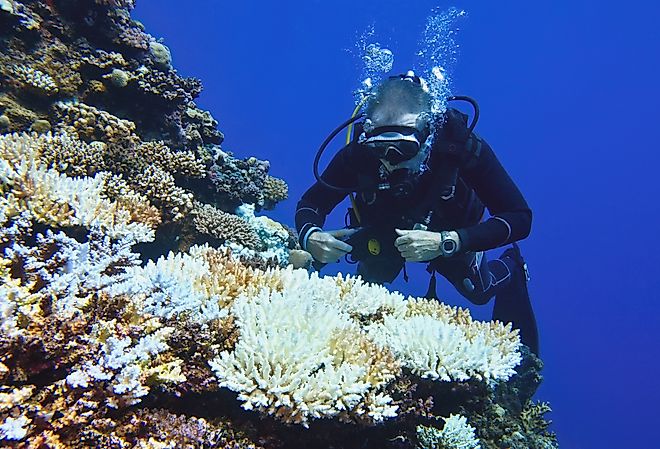 Scuba diver environmentalist checking for coral bleaching.
