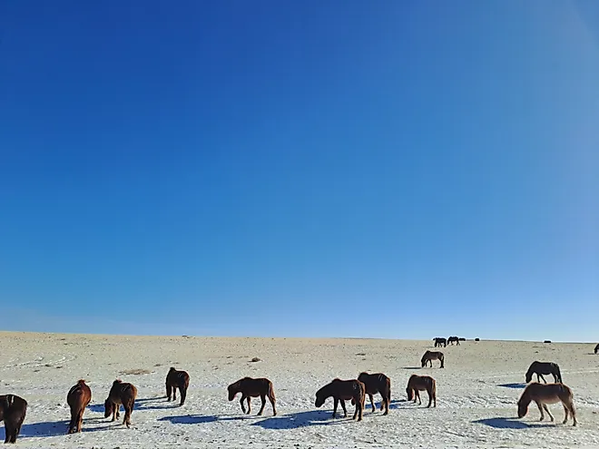Wild horse grazing at Mongolian steppe Gobi desert on winter time with frozen grass