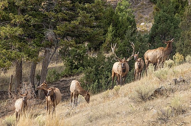 Herd of Elk