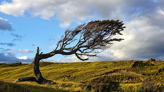 Tree deformed by wind nearby Punta Arenas, Patagonia, Argentina. 