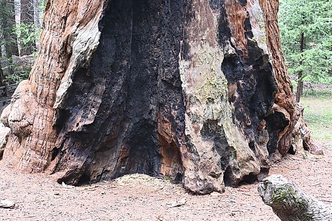 Sequoia trunk fire damage. 