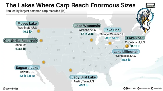 Infographic of record common carp sizes across lakes in North America. 