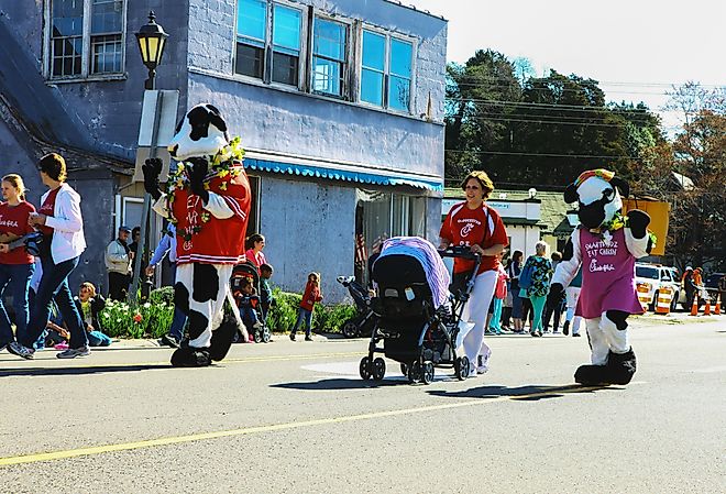 Chick-fil-A and the Chick-Fil-A eat mor chickin cows in the 31st annual Daffodil fest and parade, in Gloucester, Virginia. Image credit Barry Blackburn via Shutterstock
