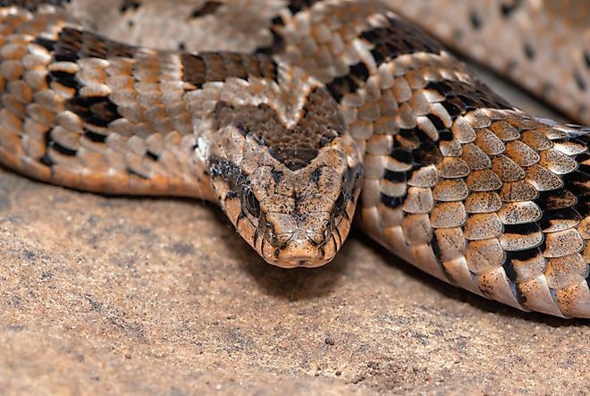 A rhombic night adder (Causus rhombeatus)