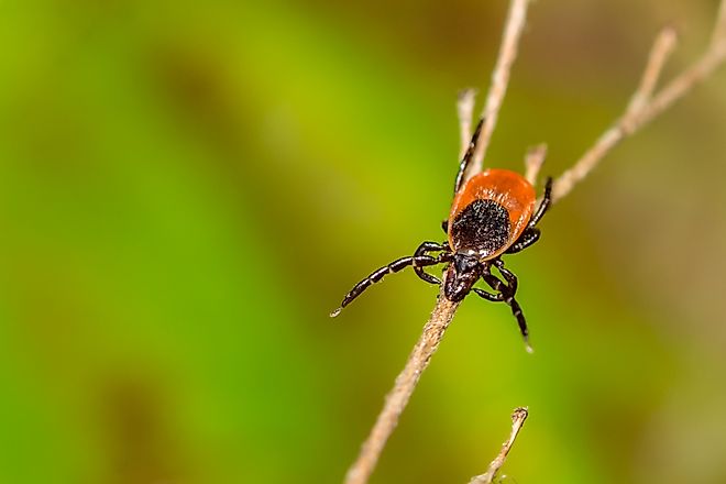 A black-legged tick, also known as a deer tick.