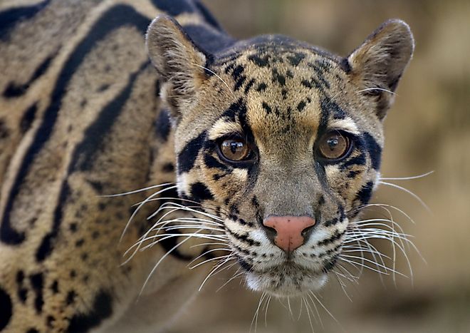 The clouded leopard (Neofelis nebulosa) Credit: Michael Fitzsimmons via Shutterstock