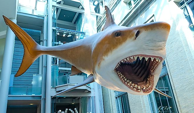 Giant megalodon shark from prehistoric times is on display at the Smithsonian Institution's National Museum of Natural History in Washington, DC. Editorial credit: Kosoff / Shutterstock.com