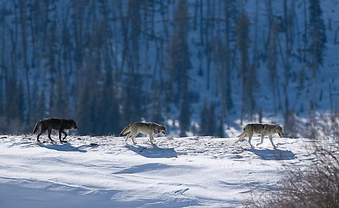 Three Druid wolves trot snowy Lamar Valley Yellowstone National Park