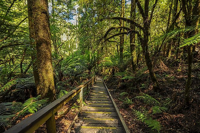 Great Otway National Park.