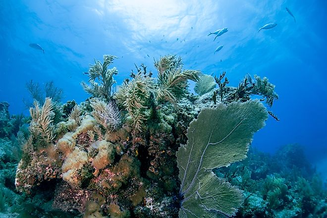 Beautiful corals in the Florida Keys. 