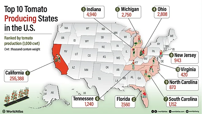 infographic showing The Top 10 Tomato-Producing States In The United States