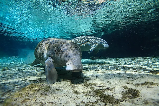 A pair of Florida manatees (Trichechus manatus latirostris)