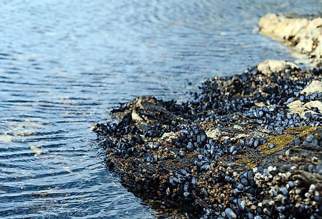 Mollusks attached to rocks on a pebbly lakeshore.