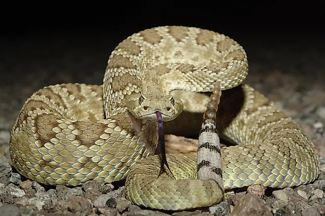 Mohave Rattlesnake