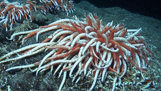 Giant Tube Worms