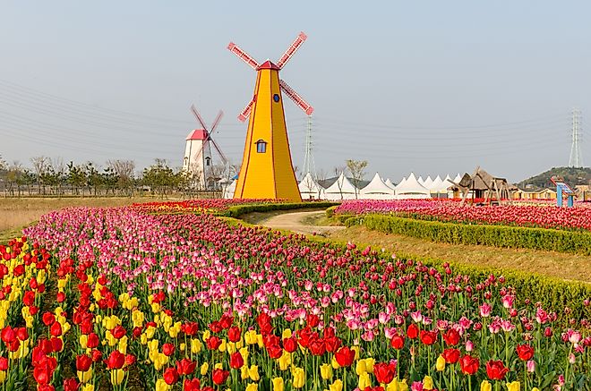Tulips and windmills in the charming town of Holland, Michigan.