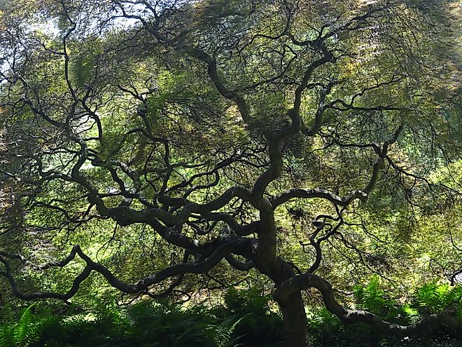 Winterthur Museum, Garden and Library. By Esther Westerveld - CC BY 2.0, https://commons.wikimedia.org/w/index.php?curid=68925609