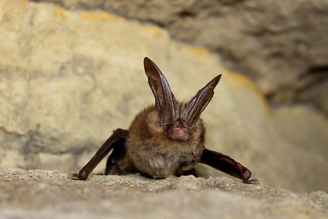 A female Virginia big-eared bat. Larisa Bishop-Boros / Commons.Wikimedia.org