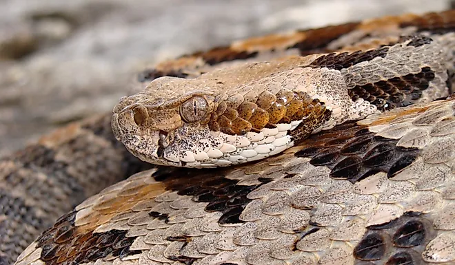 Timber rattlesnake (Crotalus horridus)