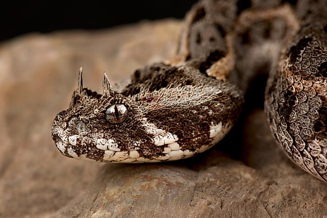 Kenya horned viper (Bitis worthingtoni)