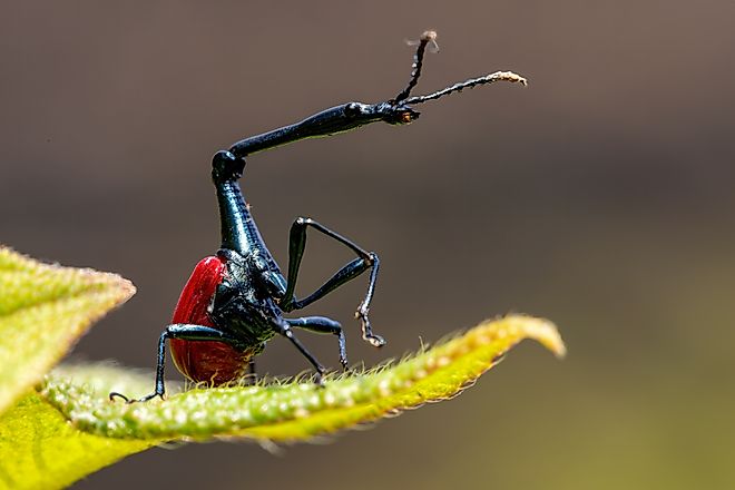 A male giraffe weevil in Madagascar's Ranomafana National Park. Artush / Shutterstock.com