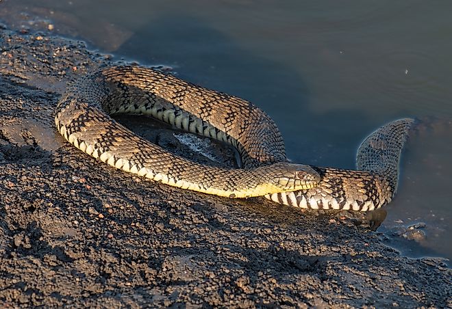 A beautiful Diamondback Water Snake coiled on the shore.