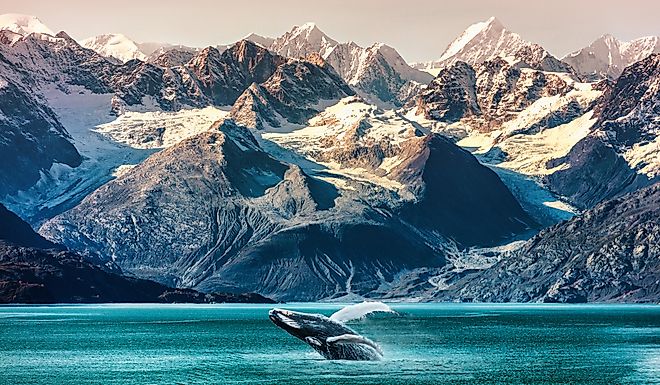 A whale breaches in an Alaskan bay.