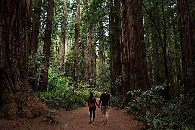 Couple walking through redwood forest at Redwoods National and State Parks, California. Via Shutterstock / Double Bind Photography