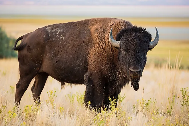 American Bison. 
