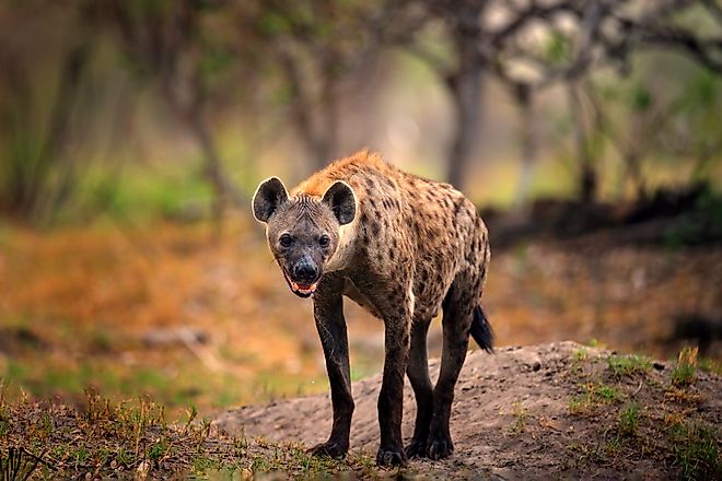 Spotted hyena (Crocuta crocuta) Credit: Ondrej Prosicky via Shutterstock