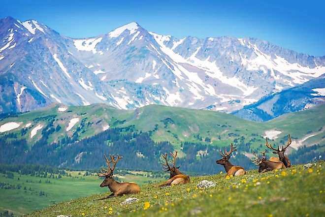 Elk gathered near Estes Park, Colorado.