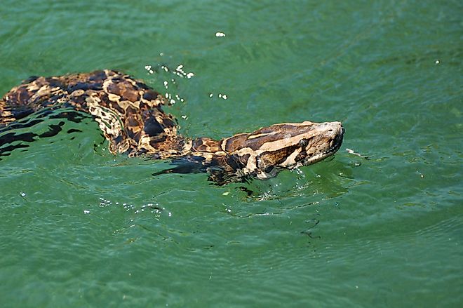 A Burmese python in a lake in the Florida Everglades.