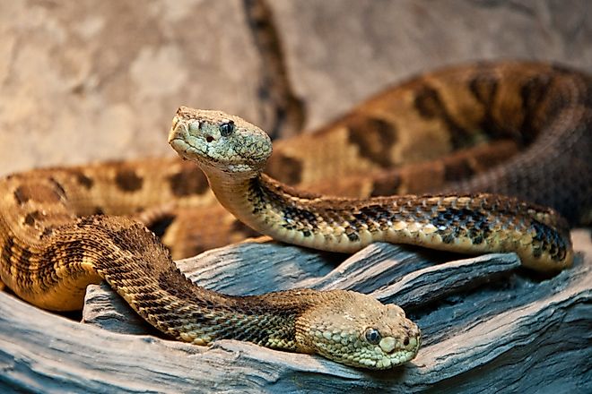 Timber rattlesnakes in a cave.