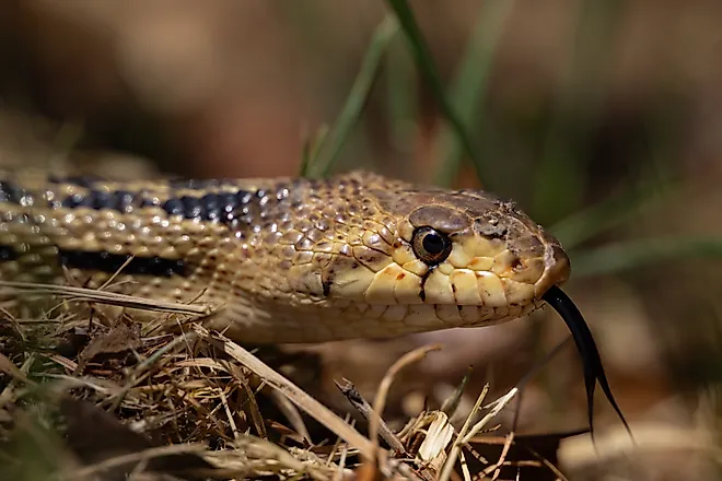 Gopher Snake looking for Heat