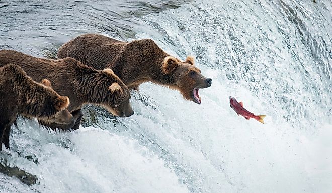 Red sockeye salmon jumping up the Brooks Falls into a brown bear’s open mouth. Katmai National Park. Alaska.